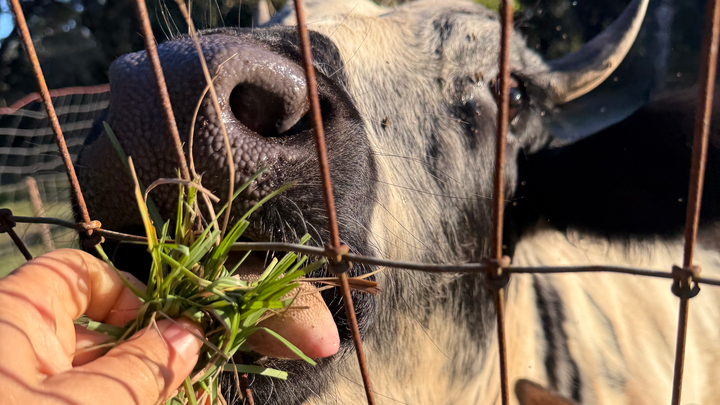 Help Rescue Two Innocent Cows from Slaughter campaign photo, 1 of 7