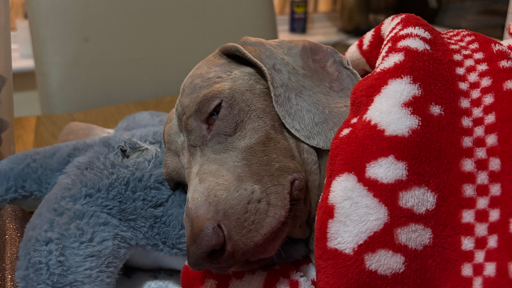Rory was hit by a car & abandoned & left to die. campaign photo, 1 of 8