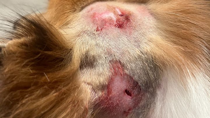 Fundraiser by Leticia Gonzalez : Help My Pet Heal After Dog Attack