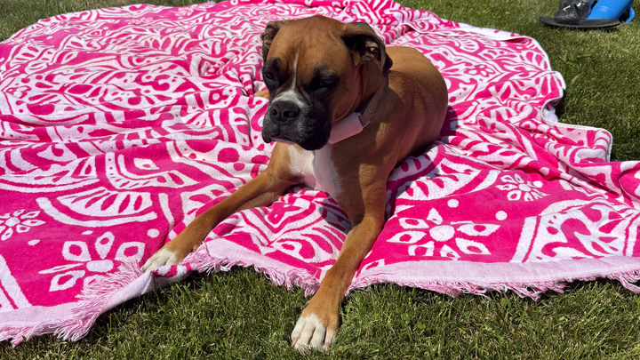 Help Henny Recover from Rattlesnake Bite campaign photo, 1 of 8