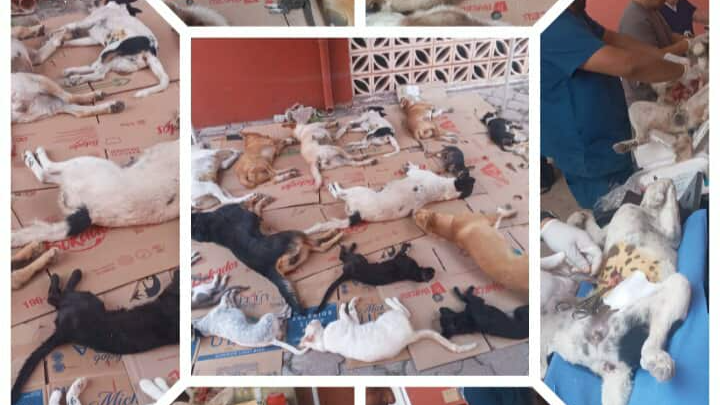 Esterilizar 100 lomitos callejeros campaign photo, 1 of 4