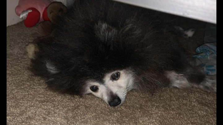 URGENT UPDATE ON CUBBY. PLEASE HELP OUR LITTLE RESCUE campaign photo, 1 of 3