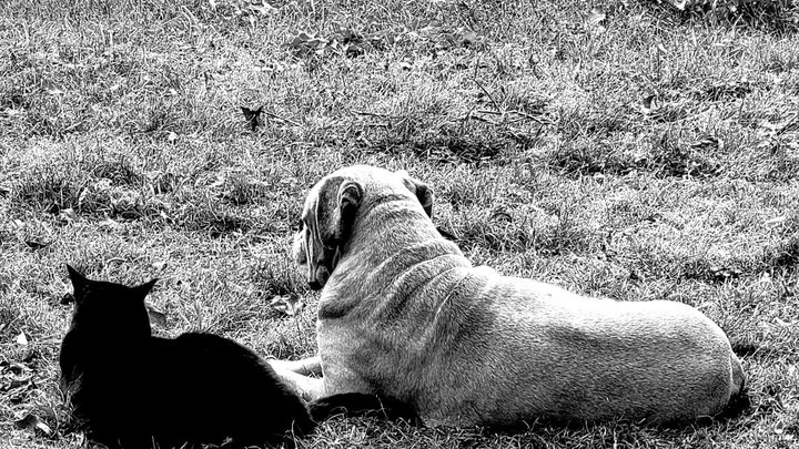 Photo principale de la cagnotte