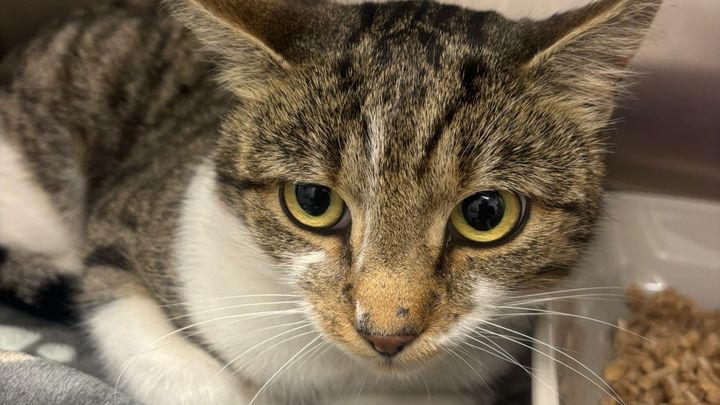 A stray's struggle: Help fix Johns fractured leg campaign photo, 1 of 4