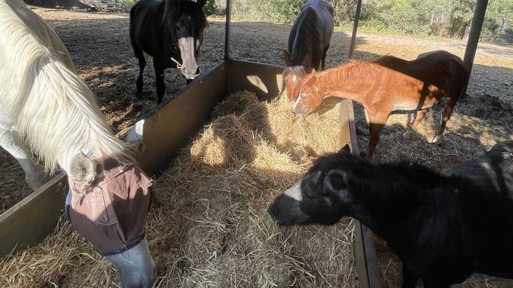 Support Our Equine Rescue's Annual Hay Fund campaign photo, 1 of 8