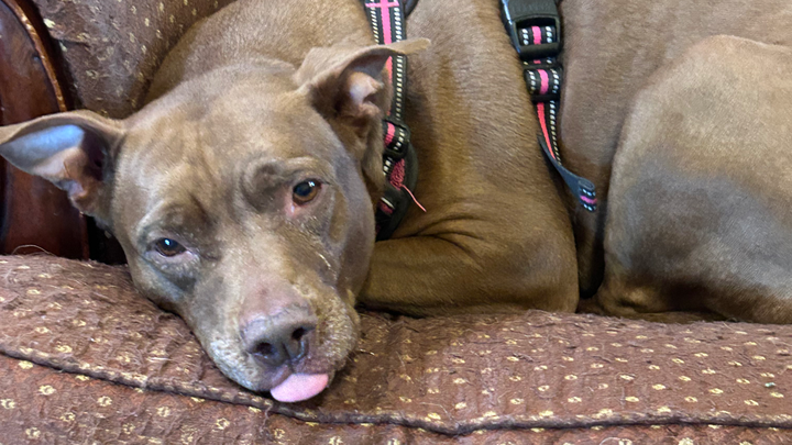 Help Bella Walk Again: Support Her MRI & Surgery campaign photo, 1 of 5