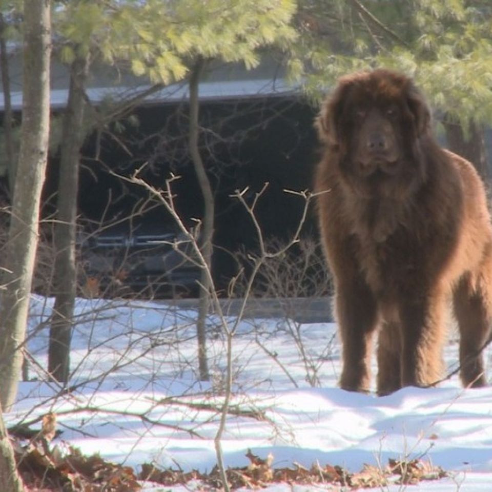 Shaggy newfoundland hot sale mix