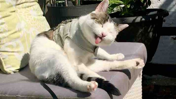Help Save Peppermint’s Life… campaign photo, 1 of 13