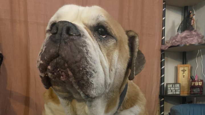 Support for Tank's Cremation, Keepsakes, Damaged Items, etc campaign photo, 1 of 7