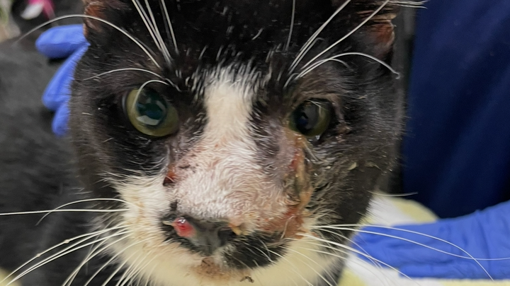 Moustaki’s Medical Bills campaign photo, 1 of 8