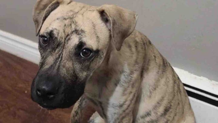 10 of 12 Puppies Safe at Rescue. Need Your Help! campaign photo, 1 of 3