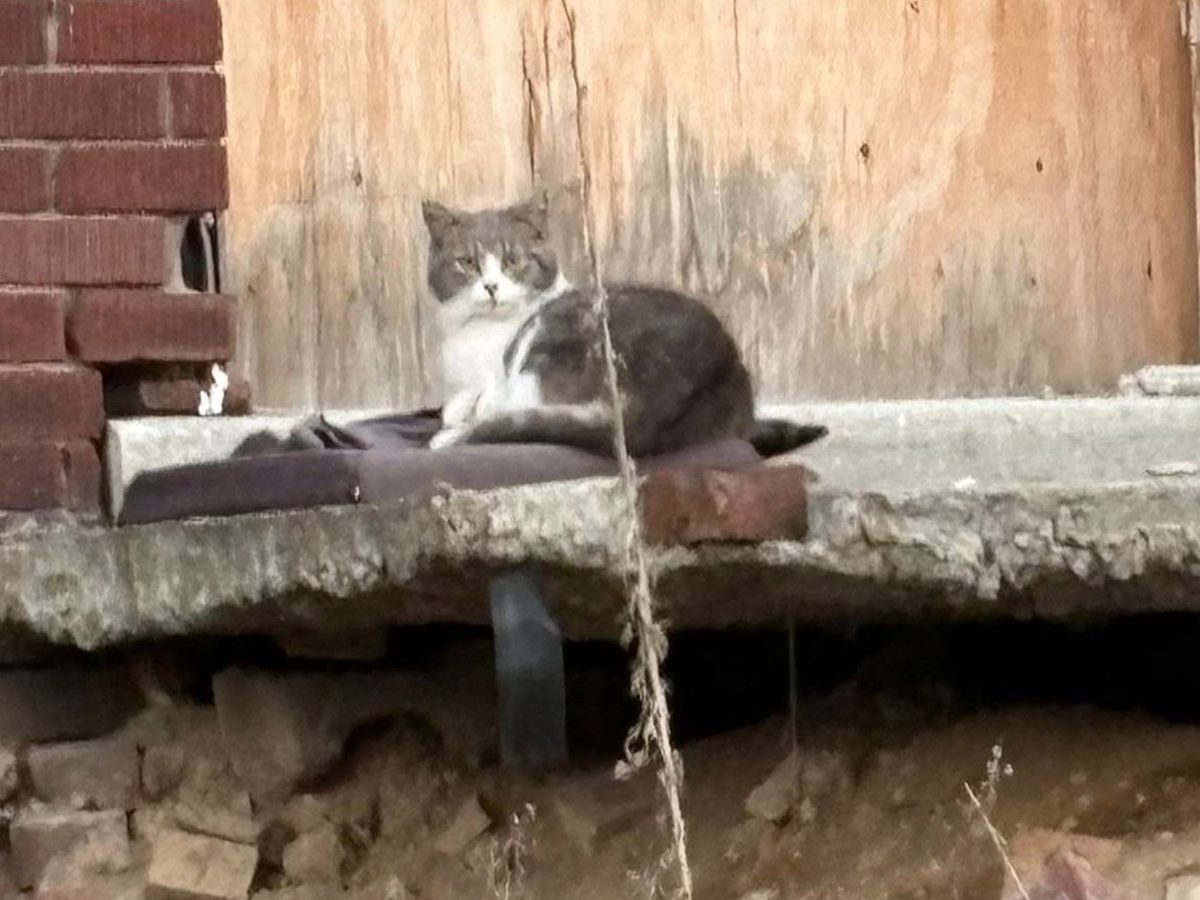 Help Save Detroit's Cats & Dogs campaign photo, 1 of 8