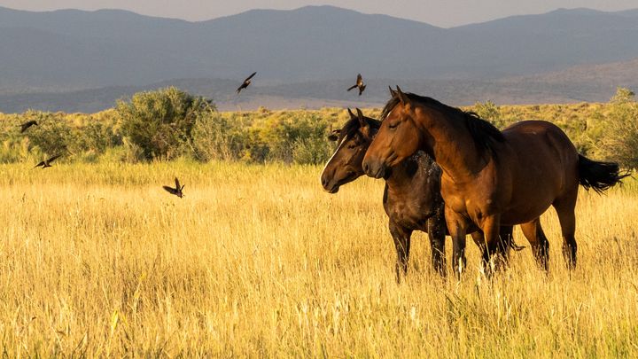 Support Sweet Home Wild Horses' Mission campaign photo, 1 of 3