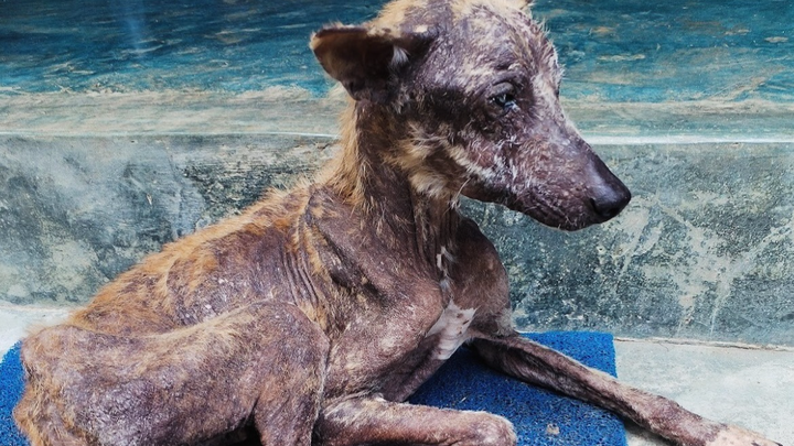 Help Give Stray Dogs & Cats in Bentota a Better Future ❤️ campaign photo, 1 of 8