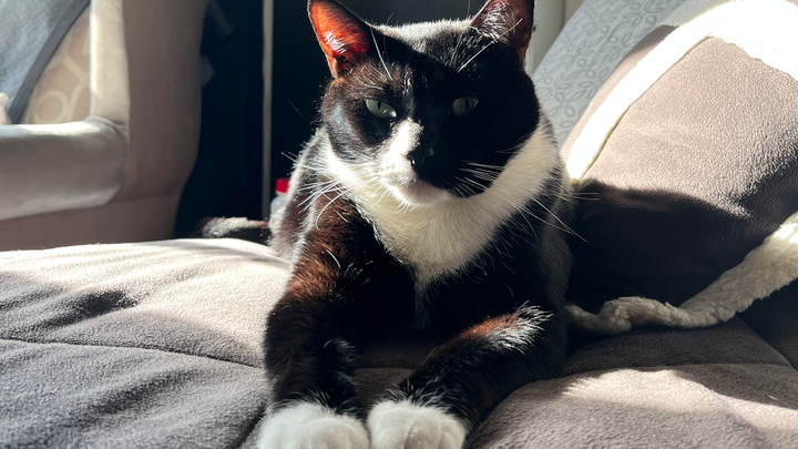 Help Save Mittens campaign photo, 1 of 3
