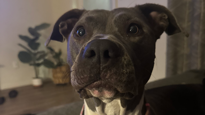 Save Domino: Urgent Surgery Needed campaign photo, 1 of 8