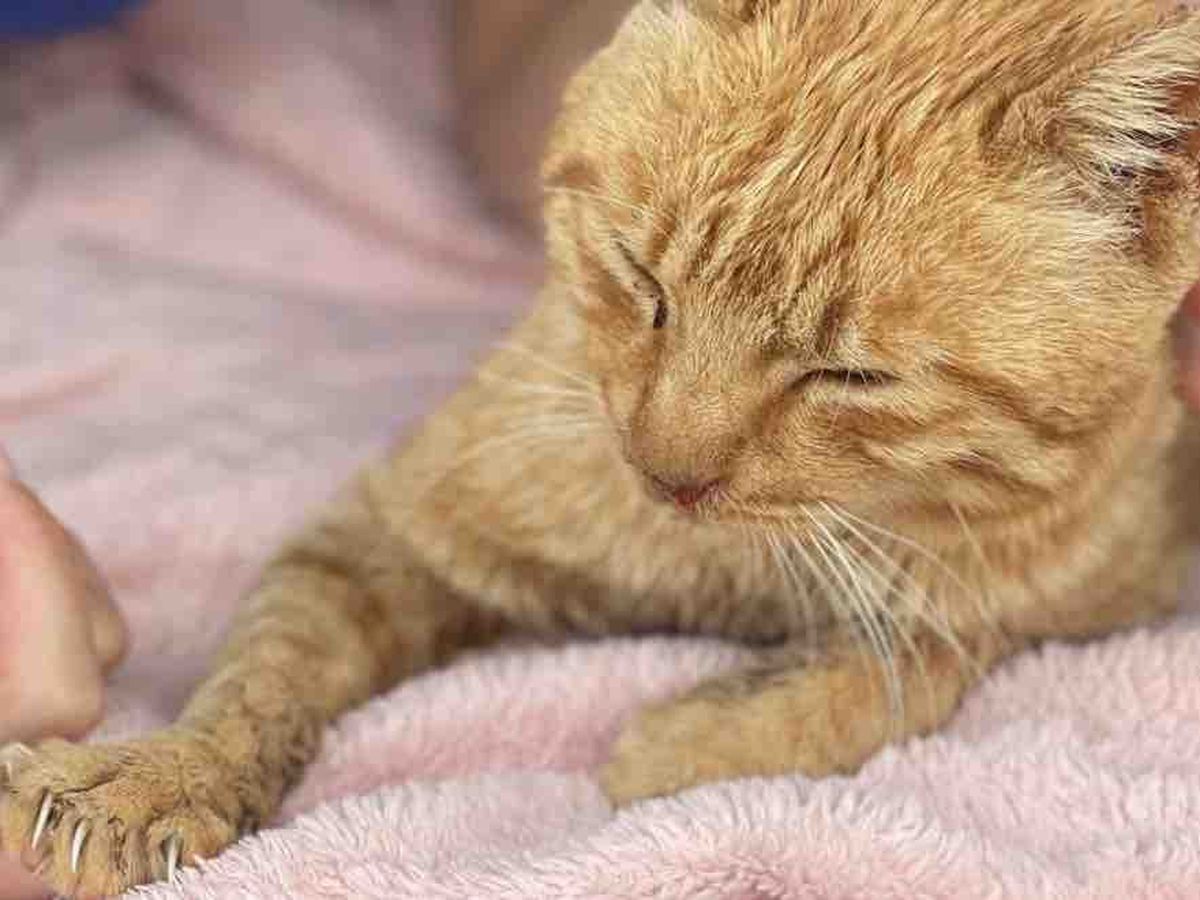 Fundraiser by Karina Svenson : Billy's Crew (helping stray cats in
