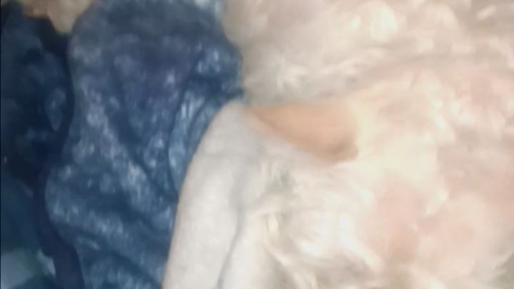 Donate to Save Mom's Beloved Dog campaign photo, 1 of 5