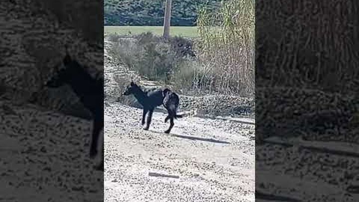 Please help Suus video thumbnail, 1 of 4