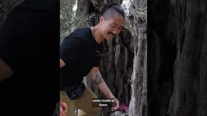 Support Palestinian Olive Farmers Facing Violence video thumbnail, 1 of 3