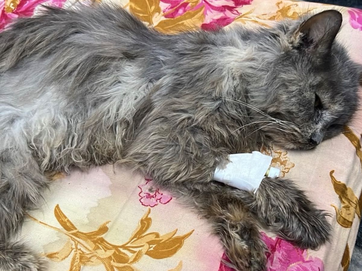 Fundraiser by Fiza Batool : Please help us save our little Moji's life.