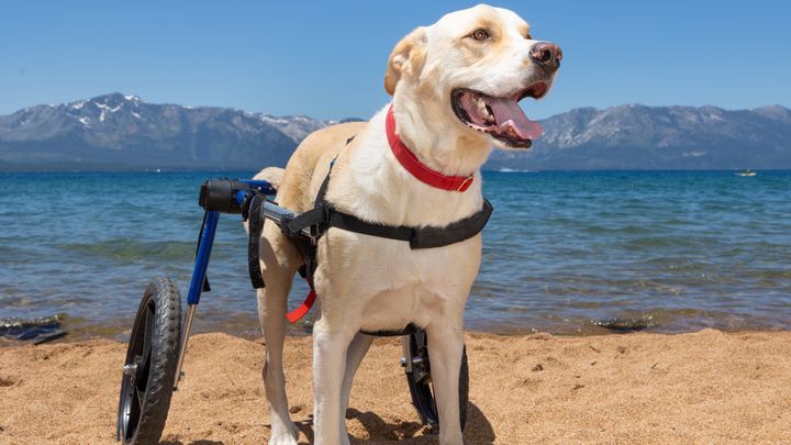 Help Sammy Keep Rolling: Join Roan's Mission