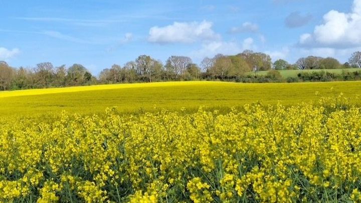 Save St Mary Cray Greenbelt campaign photo, 1 of 8