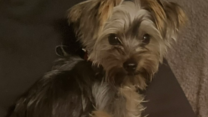 Help Nori Get Urgent Eye Surgery campaign photo, 1 of 8