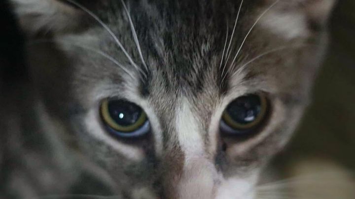 Support Katy’s Cat Charity Co. Mission campaign photo, 1 of 3