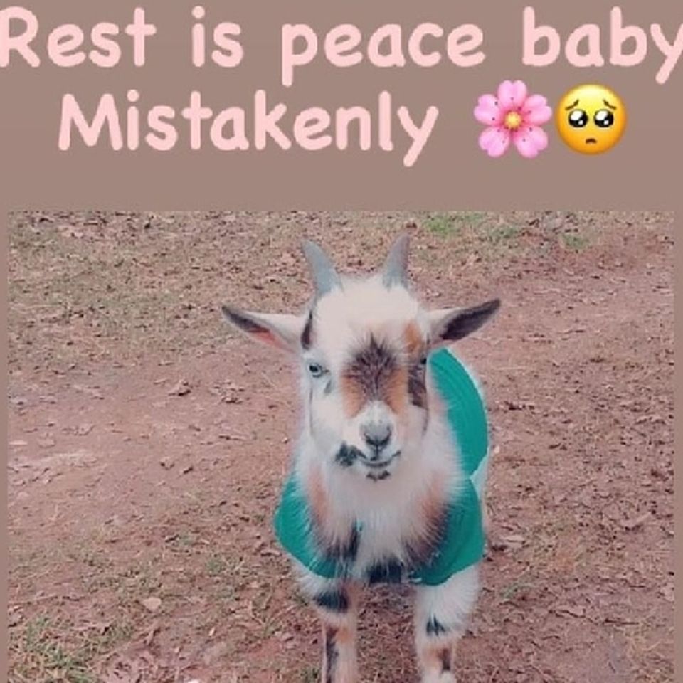 goat meme feels good