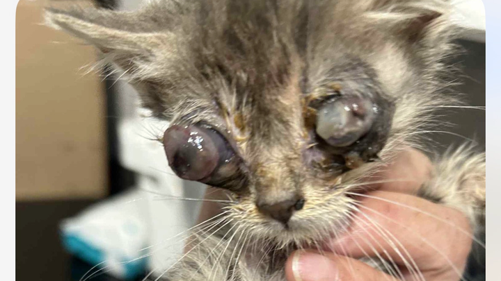 Sqwinks Eye Removal surgery campaign photo, 1 of 5