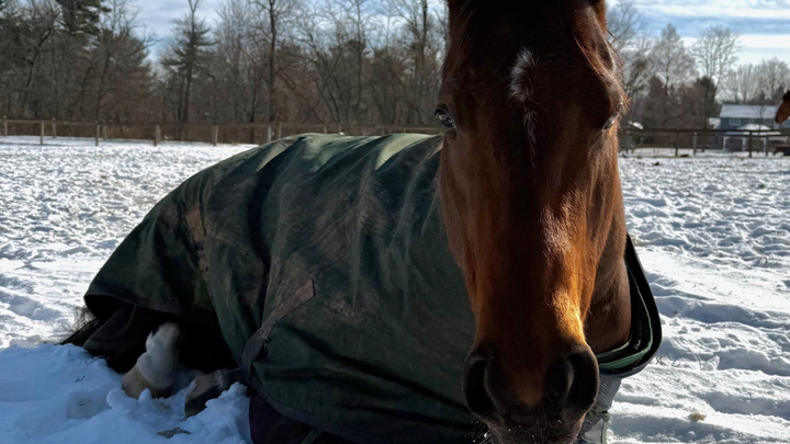 Save Royal Velvet: Urgent Vet Care Needed campaign photo, 1 of 8