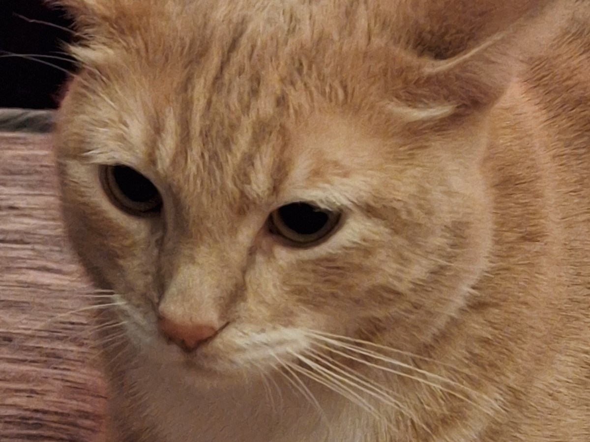 Help George Receive Emergency Life-Saving Treatment campaign photo, 1 of 4