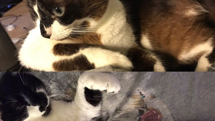 Support Ringo & Cleo’s Tumor Care campaign photo, 1 of 7