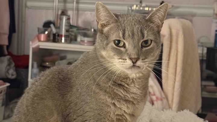 Help Luna Get Life-Saving Surgery campaign photo, 1 of 8