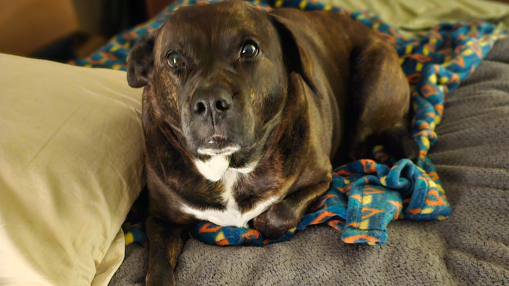 Please Help Primrose Beat Cancer: Urgent Surgery Needed campaign photo, 1 of 8