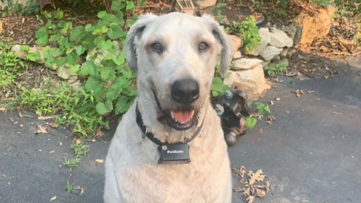 A living Miracle: Help save Haavi from a Predator Attack
