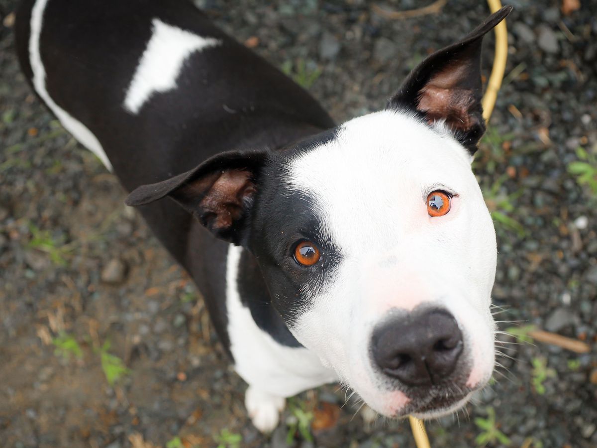 Fundraiser by Lani Godden : Bronx leg surgery
