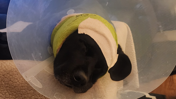 Ninja attacked and lost an ear campaign photo, 1 of 4