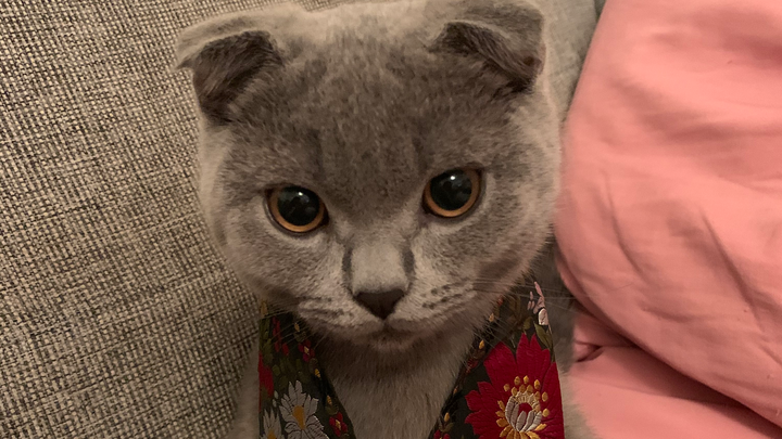 Ein Kampf um sein Leben: Bitte helft, meinen Kater Elvis campaign photo, 1 of 8