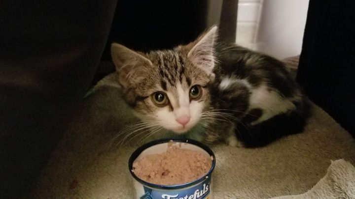 Help Us Rescue Bits! campaign photo, 1 of 2