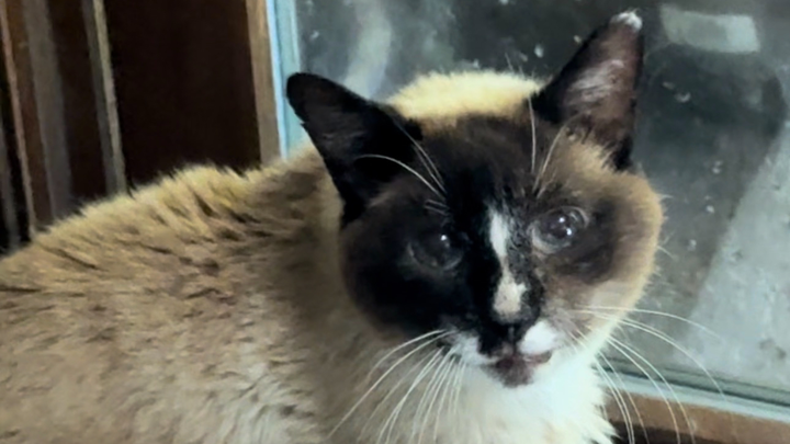 Urgent Help for Murray's Dental Surgery Needed campaign photo, 1 of 8