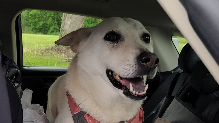 Support Our Pup's Life-Saving Surgery campaign photo, 1 of 3