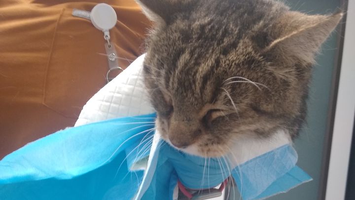 Albert's Medical Fee campaign photo, 1 of 2