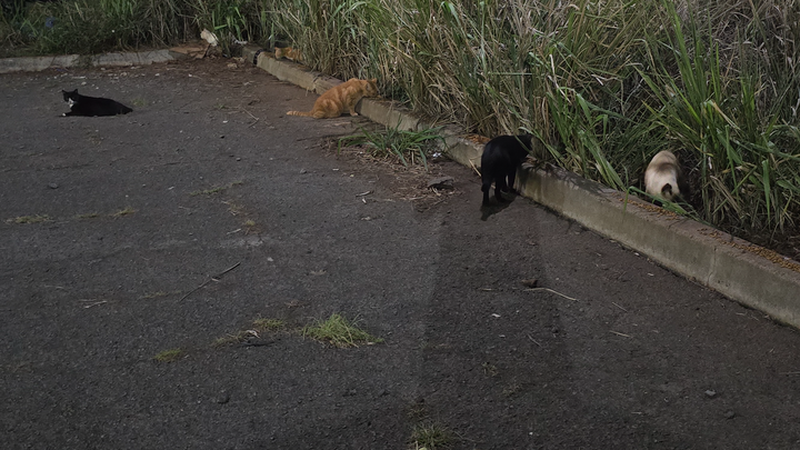 Donate to Save and Care for Local Cats campaign photo, 1 of 8