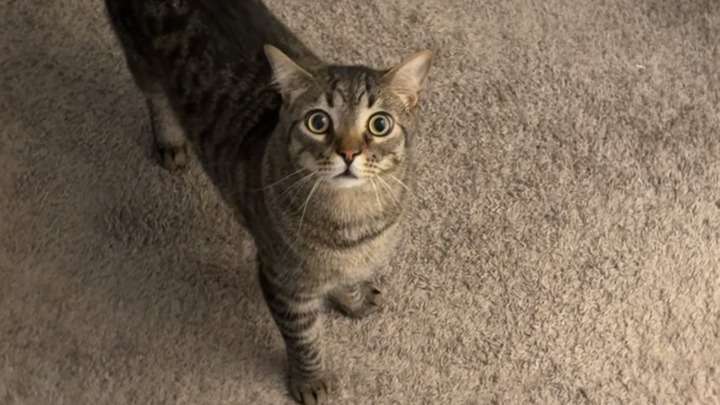 Help Jax Get Lifesaving Surgery campaign photo, 1 of 5