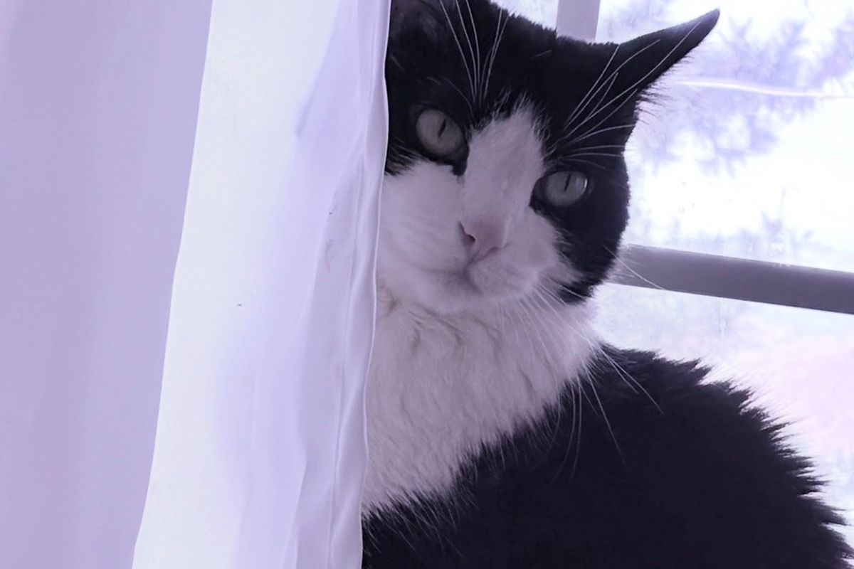 Fundraiser by Viviana M : Help Kitty Get the Surgery She Needs