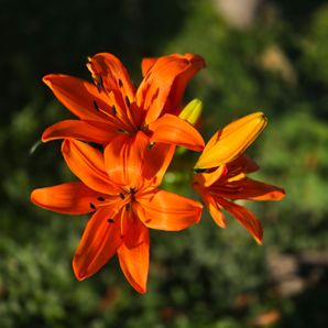 Veronica  Angel-Rodriguez