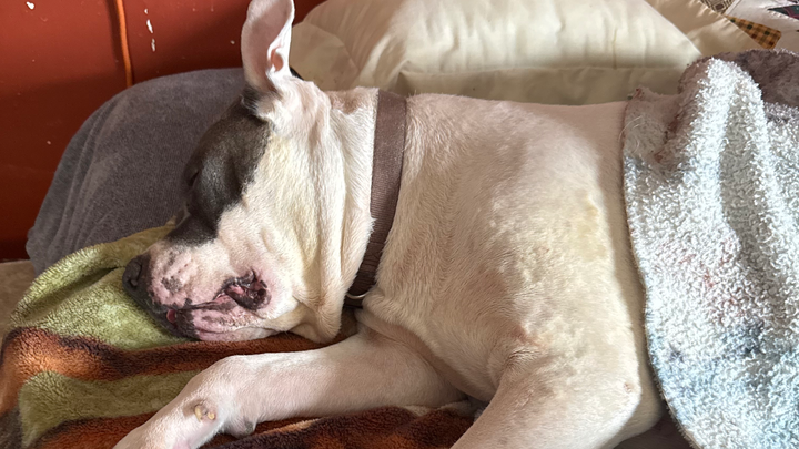 Save Luna's Life with Urgent Surgery campaign photo, 1 of 5