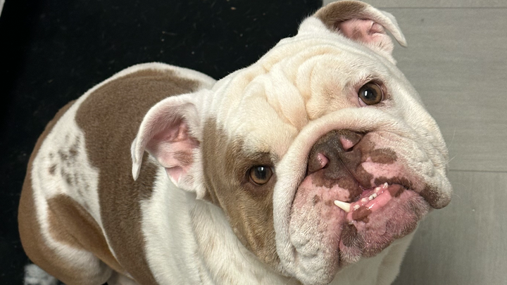 Support Franklin's Life-Saving Surgery campaign photo, 1 of 7